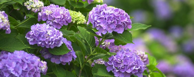 夏天适合什么鲜切花 夏天适合什么鲜切花