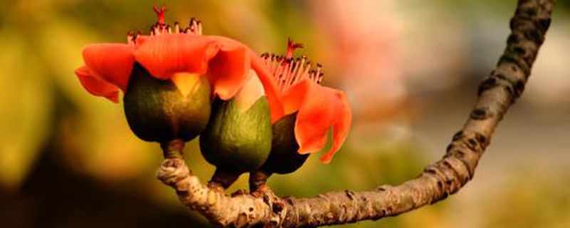 栽木槿花需要什么土