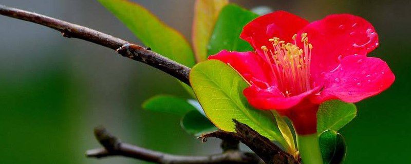 春季小院养什么花好