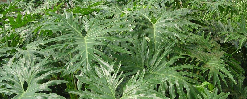 春羽什么时候换盆