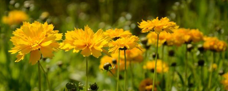 大花金鸡菊属于什么科