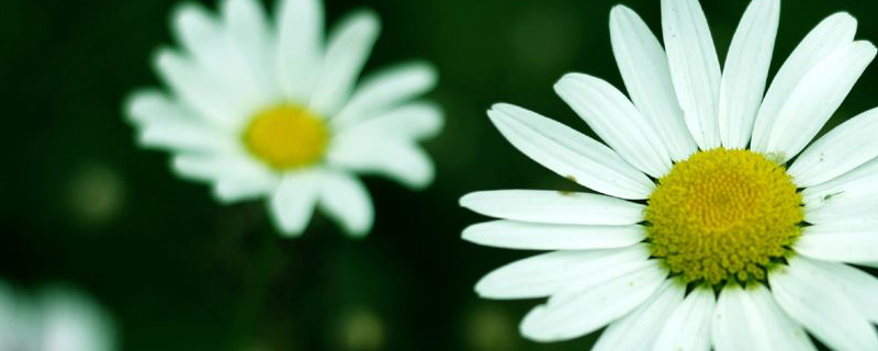 大花滨菊属于什么科