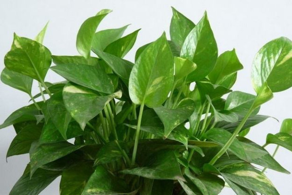 绿萝可是“酒鬼”，每次喝上一勺，绿枝呼呼长拦不住！