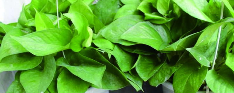 绿萝的根烂了怎么办