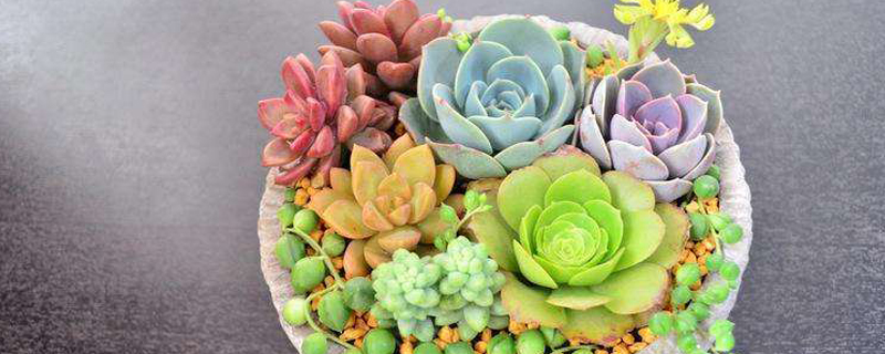 多肉冬天怎么浇水