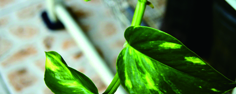 绿萝冬天怎么浇水