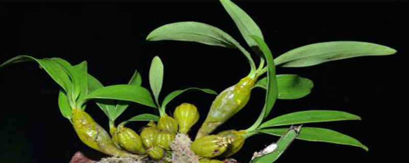 石斛施肥方法