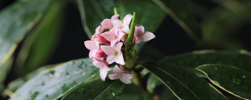 冬天可以给瑞香施肥吗