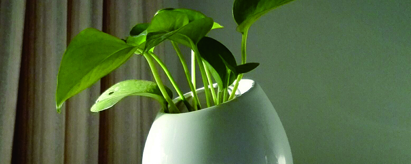 绿萝多少度会冻死