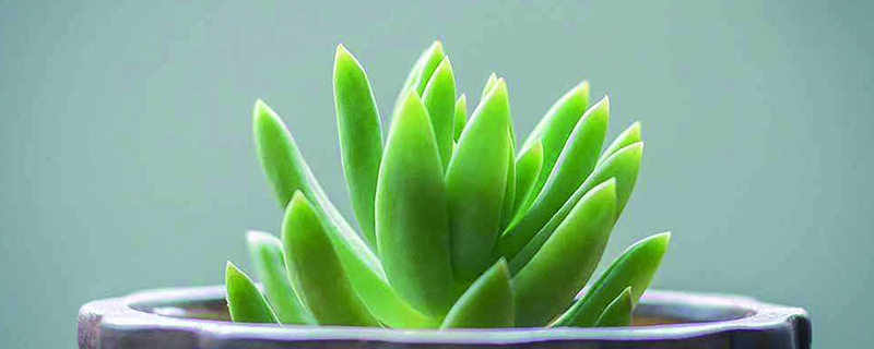 多肉冬天多少度会冻死