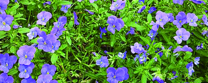 角堇多少度会冻死