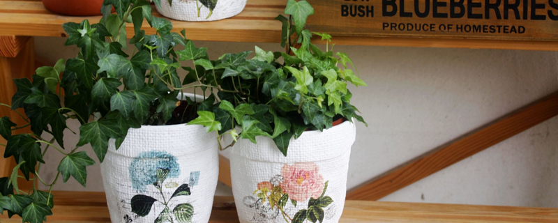 常青藤怎么施肥