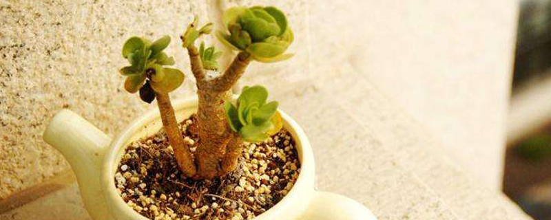 金钱木浇水的正确方法