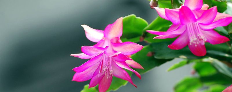 蟹脚兰施什么肥料