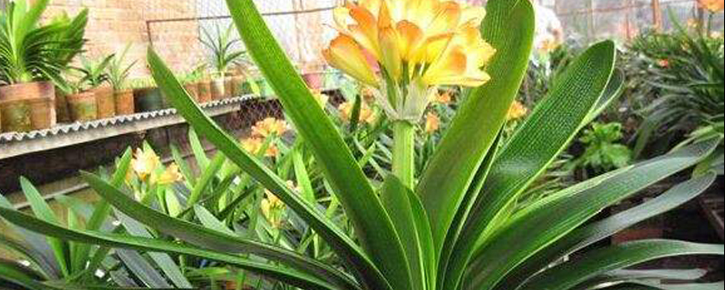 君子兰要施什么肥料