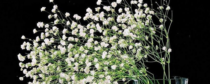 满天星可以送长辈吗