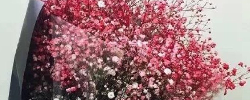 单束满天星可以送人吗