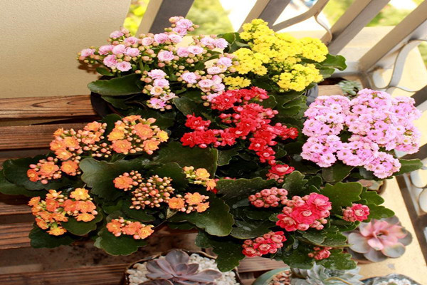 “长寿花”冬日难开花？不如来“虐待”它，虐完之后长得更旺了！