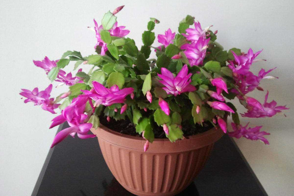 冬天让“蟹爪兰”开2次花，“粉末”用上，花蹿满枝！