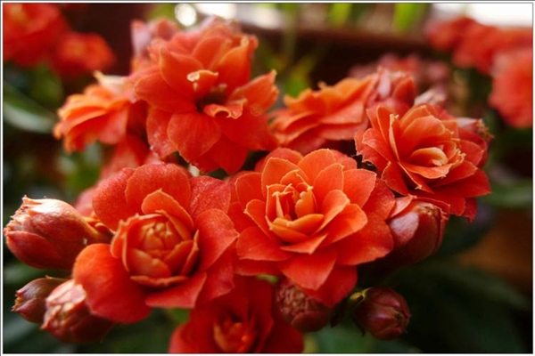 长寿花“开花”少?厨房抓把“小玩意”扔土里,蹭蹭冒不停! 长寿花“开花”少?厨房抓把“小玩意”扔土里,蹭蹭冒不停!
