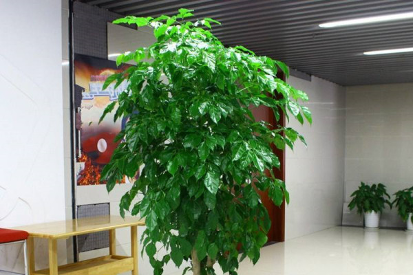 养植物，就养这“4种”福气树，叶子满枝头，日子平安幸福