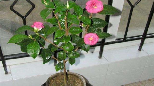 家里“茶花”不开花,快用这“3种”花肥,花骨朵蹿不停! 家里“茶花”不开花,快用这“3种”花肥,花骨朵蹿不停!