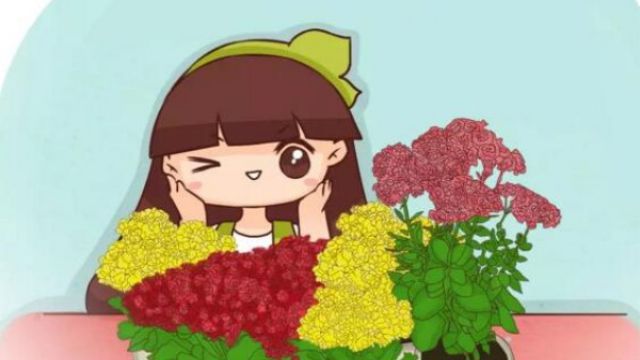 长寿花新养法:咔嚓几下,长成红色棒棒糖! 长寿花新养法:咔嚓几下,长成红色棒棒糖!