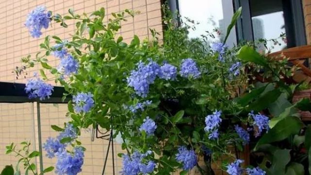 冬天花盆土“干又硬”,这“3种”水浇上,像蛋糕般松软! 冬天花盆土“干又硬”,这“3种”水浇上,像蛋糕般松软!