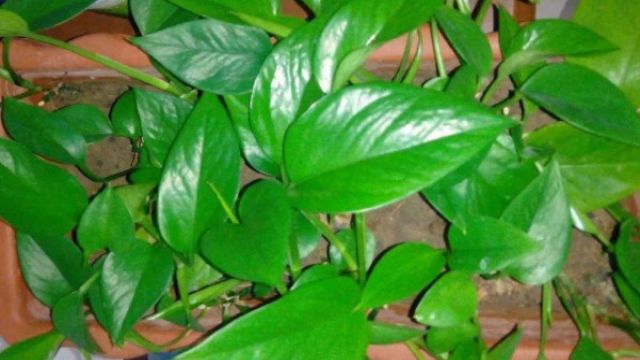 养“绿萝”就选这种“土”,叶子油绿茂盛,长得一茬比一茬旺! 养“绿萝”就选这种“土”,叶子油绿茂盛,长得一茬比一茬旺!