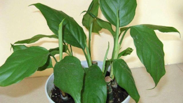 家里有盆“万年青”,教你1招,植物一盆变两盆! 家里有盆“万年青”,教你1招,植物一盆变两盆!