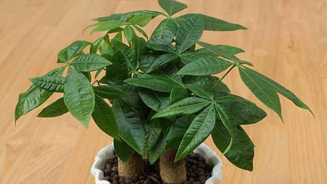 新年就养这“4种”树，福气临门，整年都好运！