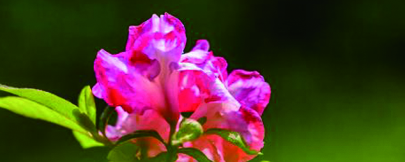 杜鹃花为什么是禁花