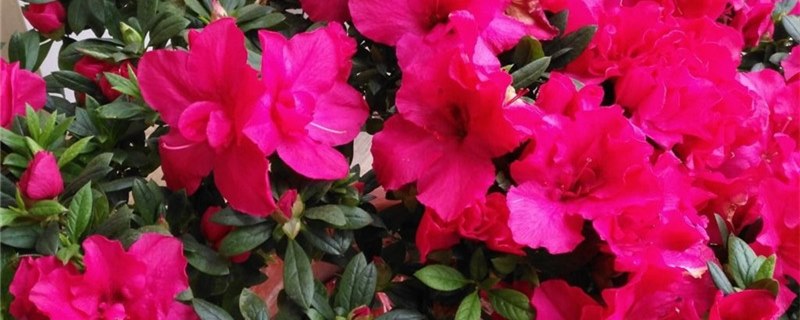干枯的杜鹃花能活吗? 干枯的杜鹃花能活吗?
