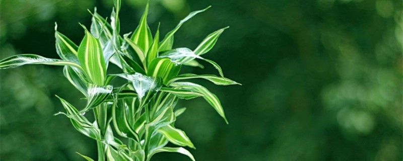 富贵竹适合摆在哪里? 富贵竹适合摆在哪里?