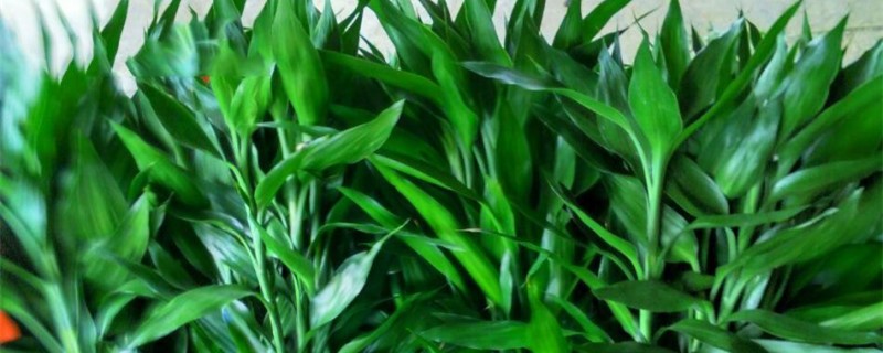富贵竹能放卧室吗 富贵竹能放卧室吗