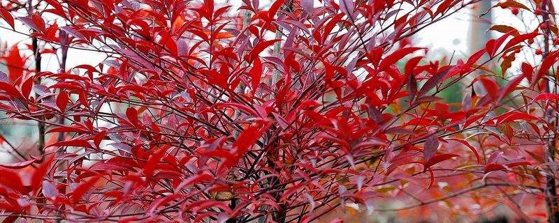天竺是什么植物 天竺是什么植物