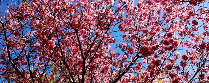 樱花树为什么是凶树 樱花树为什么是凶树