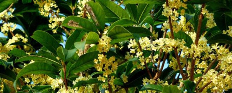 桂花树叶子干枯变硬怎么办 桂花树叶子干枯变硬怎么办