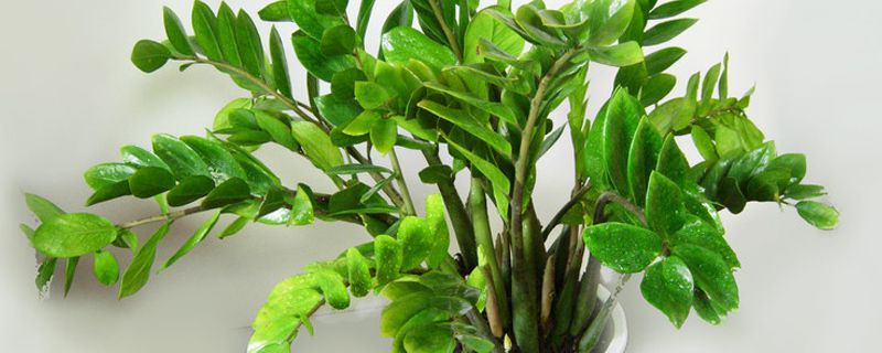 给领导送盆栽的讲究 给领导送盆栽的讲究