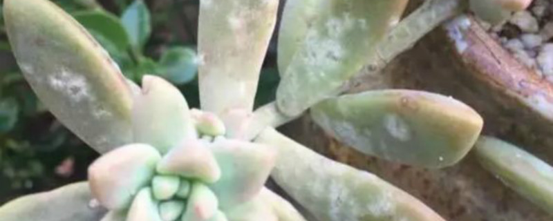 多肉叶片上有白色粉末怎么回事 多肉叶片上有白色粉末怎么回事
