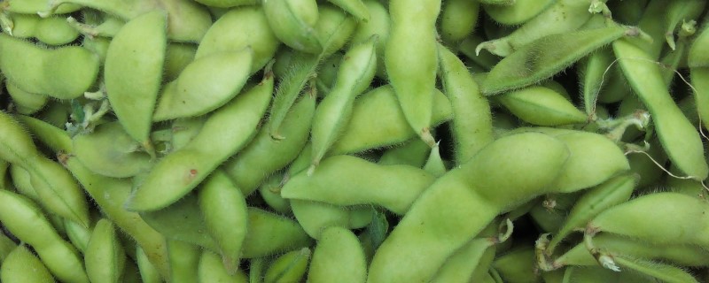 二月适合种什么蔬菜 二月适合种什么蔬菜