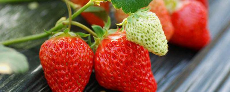 草莓可以种在室内吗