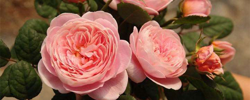 月季花怎么修剪枝条 月季花怎么修剪枝条