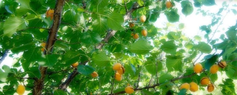 关于杏树的资料有哪些 关于杏树的资料有哪些