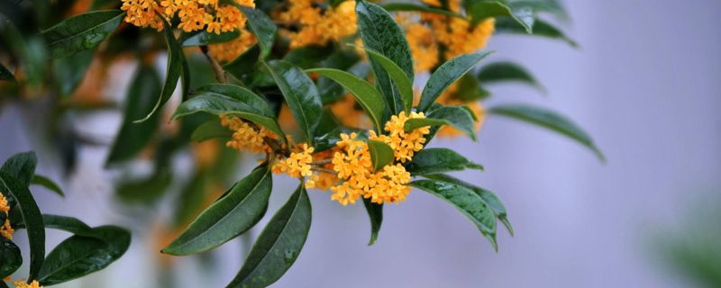 桂花掉叶子是什么原因 桂花掉叶子是什么原因