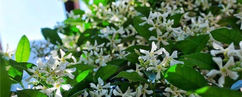 风车茉莉香吗 风车茉莉香吗