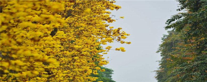 风铃木花的花语