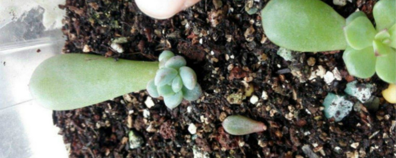 多肉叶片发芽后怎么种