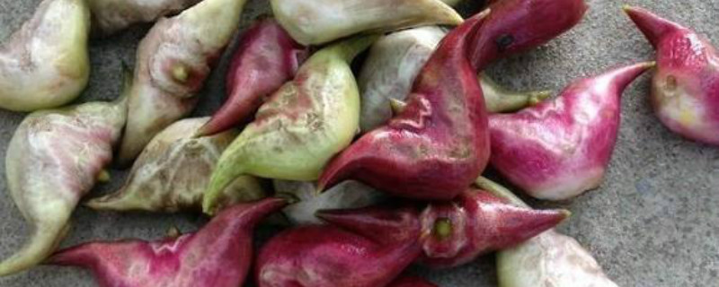 菱角长什么样 菱角长什么样