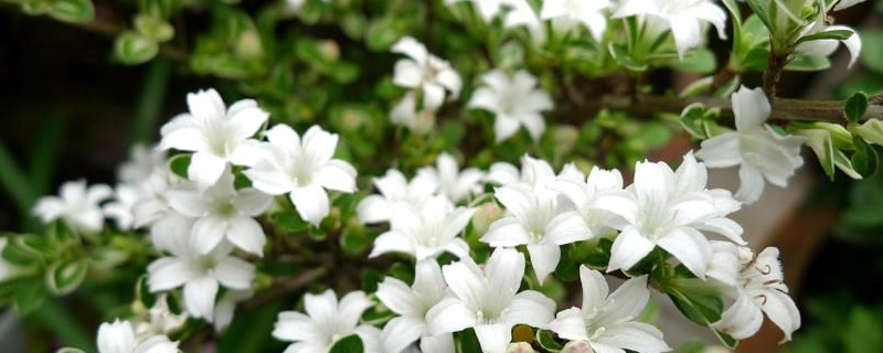 六月雪什么季节换盆 六月雪什么季节换盆